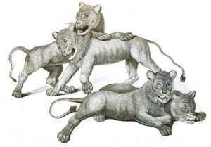 Black and White Lion Cubs2 Illustrations by Robert Huish 1830