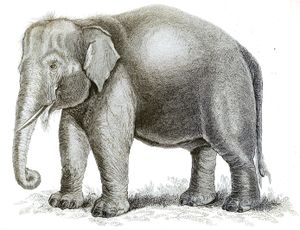 Black and White Elephant Illustrations by Robert Huish 1830