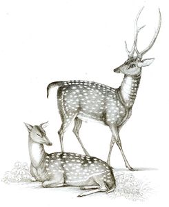 Black and White Ganges Stag Illustrations by Robert Huish 1830