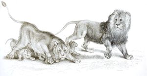 Black and White Lion Cubs Illustrations by Robert Huish 1830