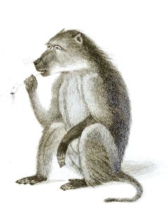 Black and White Dog Faced Baboon Illustrations by Robert Huish 1830