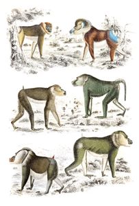 Mandrills Illustrations by Georges Cuvier 1839