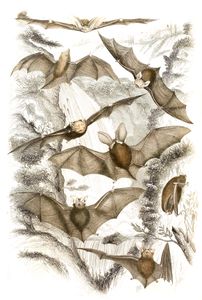 Dwarf Earred Bats Illustrations by Georges Cuvier 1839