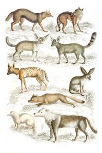 Dogs Illustrations by Georges Cuvier 1839
