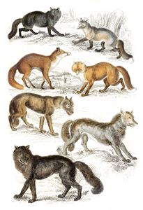 Various Spicies of Wolves and Foxes Illustrations by Georges Cuvier 1839