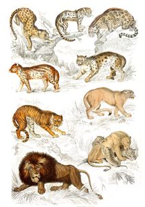Cats Lions Puma Tiger Leopard Ocelot Sumatra Cat Illustrations by Georges Cuvier 1839