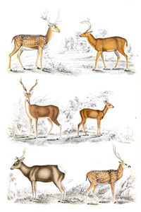 Deer Illustrations by Georges Cuvier 1839
