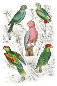 Muffled Cockatoo Illustrations by Georges Cuvier 1839