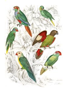 Lorius Parrakeets Illustrations by Georges Cuvier 1839