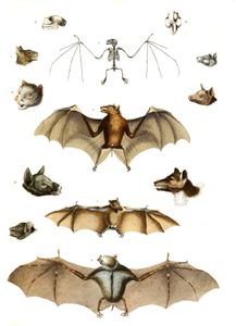 Rpissetts Bats Illustrations by Georges Cuvier 1839