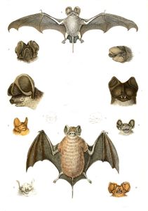 Bulldog Bats Illustrations by Georges Cuvier 1839