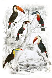 Vintage Toucan Illustrations by Georges Cuvier 1839
