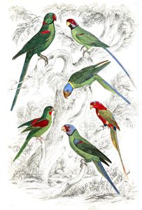 Parrakeets Bird Illustrations by Georges Cuvier 1839