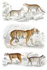 Tiger Illustrations by Georges Cuvier 1839