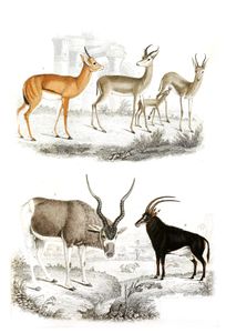 Gazelle Illustrations by Georges Cuvier 1839