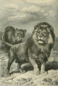 Lion Illustration by Richard Lydekker