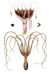 Octopus Illustration by Charles D Orbigny