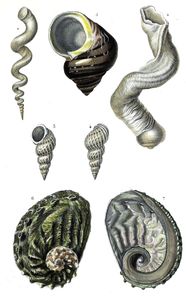 Shells Illustration by Charles D Orbigny