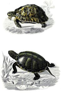 Tortise Illustration by Charles D Orbigny