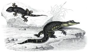 Alligator and Lizard Illustration by Charles D Orbigny