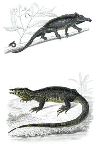 Cameleon Illustration by Charles D Orbigny