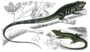 Lizzards Illustration by Charles D Orbigny