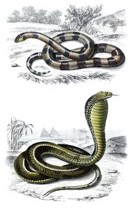 Snakes Illustration by Charles D Orbigny