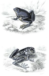 Frog Illustration by Charles D Orbigny
