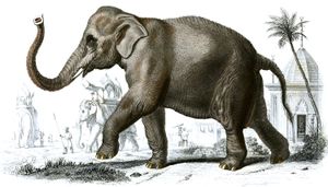 Elephant Illustration by Charles D Orbigny