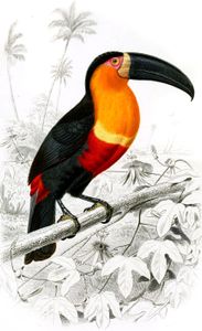 Tucan Illustration by Charles D Orbigny