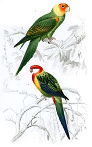 Parrot Illustration by Charles D Orbigny