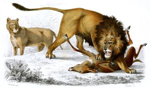 Lion Illustration by Charles D Orbigny