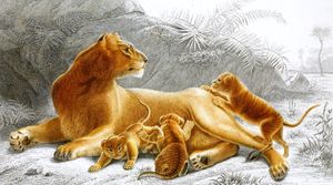 Lion2 Illustration by Charles D Orbigny