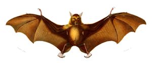 Bat Illustration by Charles D Orbigny