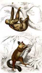 Sloth and Possum Illustration by Charles D Orbigny