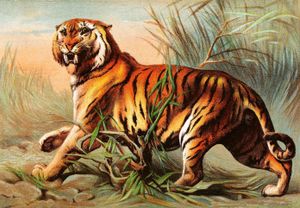 Illustration of a Royal Bengal TigerBy Richard Lydekker