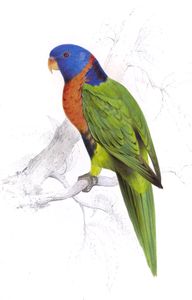 Scarlet Collared Parrakeet
