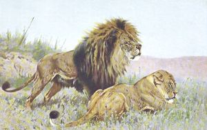 Painting of Lions in the Grass 1912 Lydekker RichardBy Richard Lydekker
