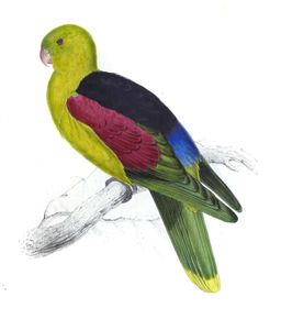 Crimson Winged Parrakeet