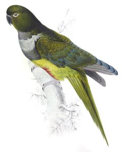 Patagonian Parrakeet Maccaw