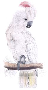 Salmon Crested Cockatoo