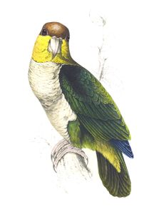 Psittacus Badiceps