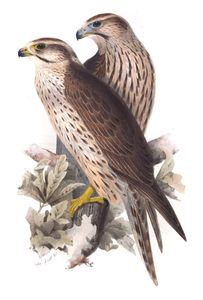 Lanner Falcon