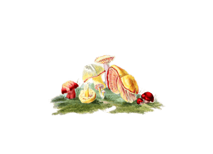 Changeable Scarlet Agaric
