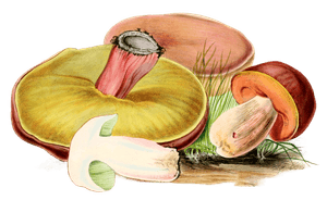 Poisonous Boletus
