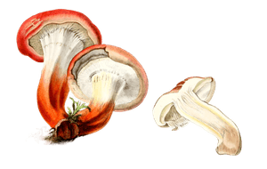 Red Brick Agaric