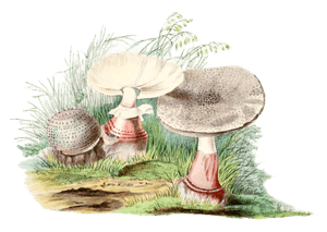 Reddening Fly Agaric