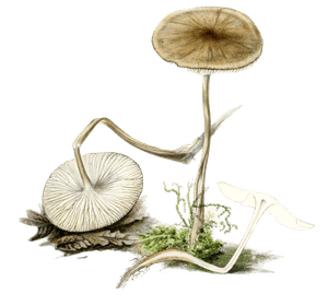 Rooting Agaric