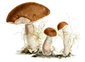 Rough Stemmed Boletus