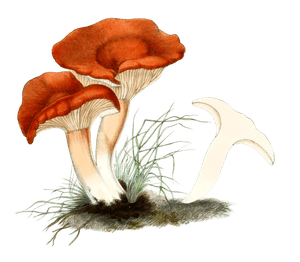 Rufous Milky Ayaric